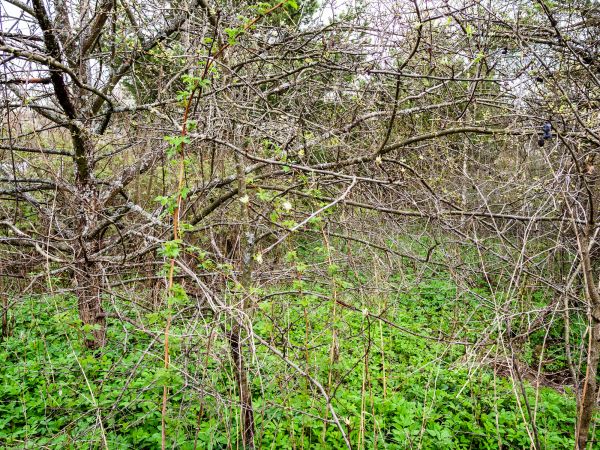 Underbrush Clearing in Petaluma