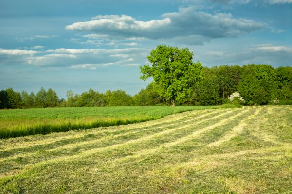 Cost of Vegetation Removal in Petaluma