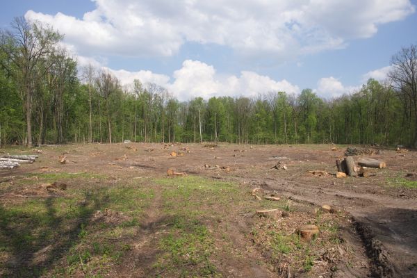 Cost of Pasture Clearing in Petaluma