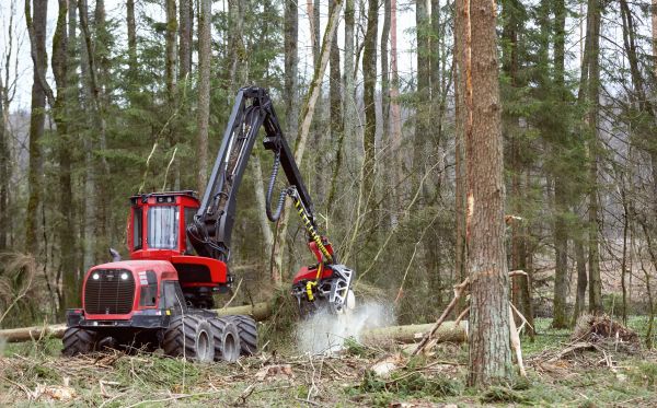 Cost of Forest Clearance Service in Petaluma