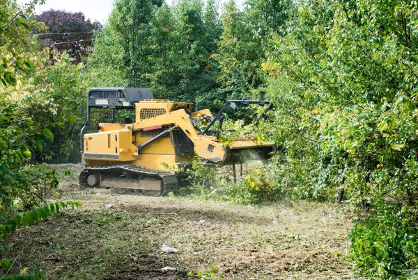 Cost of Pathway Clearing in Petaluma