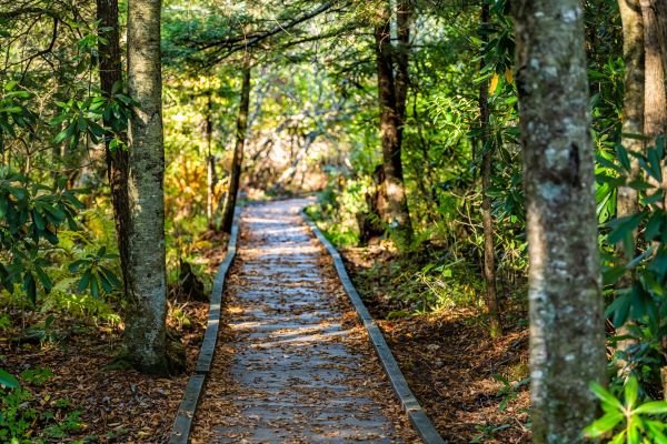 Cost of Trail Clearing in Petaluma