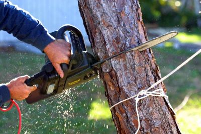 Tree Cutting and Removal