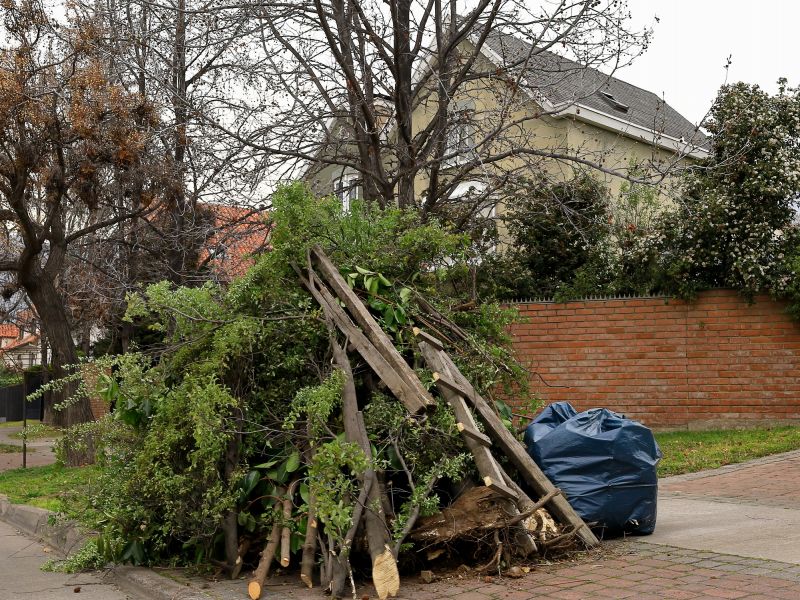 Tree Removal and Debris Disposal